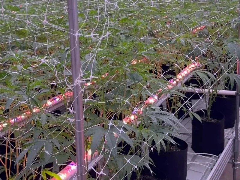 LED under canopy light
