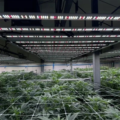 When Foldable LED Grow Lights Make Sense and When They Don't in Commercial Cultivation
