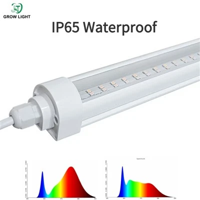 Hydroponic LED vokser lys for vertikal jordbruk